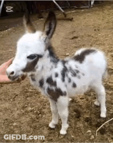 A Small Black And White Donkey Is Standing In The Dirt . GIF