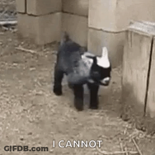 A Small Black And White Goat Is Standing In A Pen . GIF