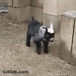 A Small Black And White Goat Is Standing In A Pen In A Barn . GIF