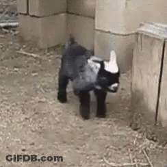 A Small Black And White Goat Is Standing In A Pen In A Barn . GIF