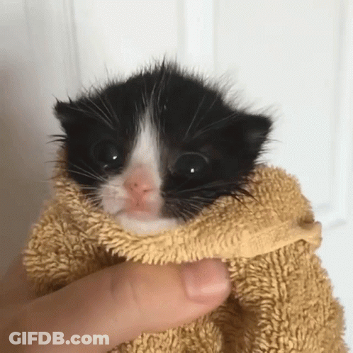 A Small Black And White Kitten Is Wrapped In A Towel GIF