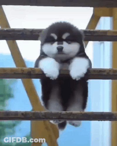 A Small Black And White Puppy Is Hanging On A Railing . GIF