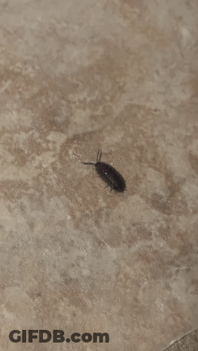A Small Black Bug Is Crawling Along A Tile Edge GIF