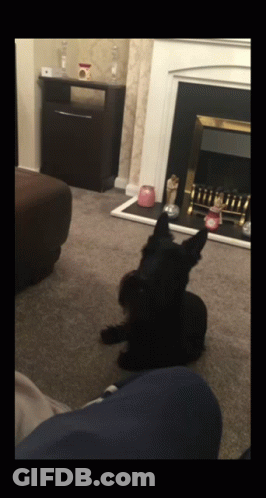 A Small Black Dog Is Sitting In Front Of A Fireplace In A Living Room GIF