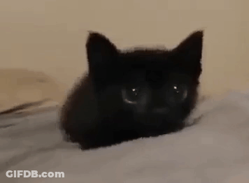 A Small Black Kitten Is Laying On A Bed Looking At The Camera . GIF