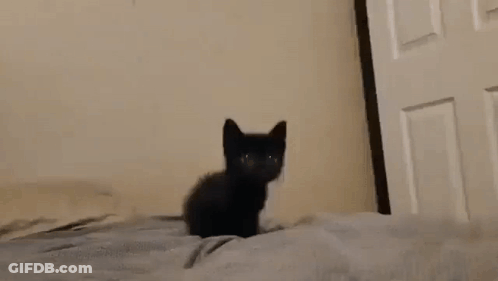 A Small Black Kitten Is Sitting On A Bed Looking At The Camera . GIF