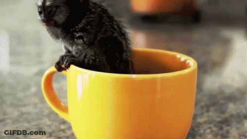 A Small Black Monkey Sits In A Yellow Cup GIF