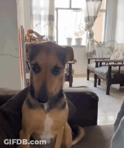 A Small Brown And Black Dog Is Sitting On A Couch In A Living Room GIF