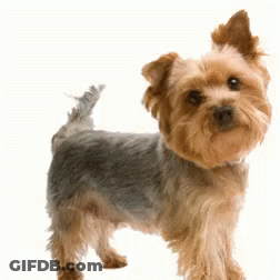 A Small Brown And Grey Dog Standing On A White Background GIF