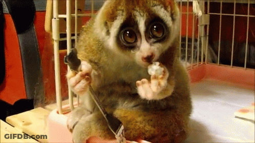 A Small Brown And White Animal Is Sitting In A Cage Eating A Piece Of Food GIF