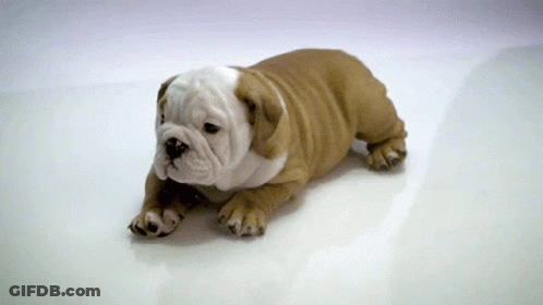A Small Brown And White Bulldog Puppy Is Laying On A White Surface GIF