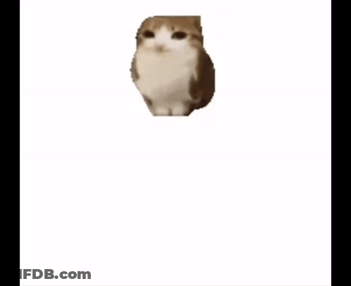 A Small Brown And White Cat Is Standing On A White Surface . GIF