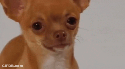 A Small Brown And White Chihuahua Dog Is Looking At The Camera With A Sad Look On Its Face . GIF