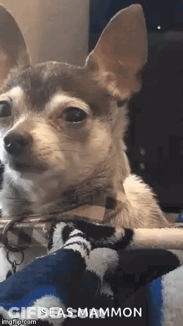 A Small Brown And White Chihuahua Dog Is Sitting On A Blanket . GIF