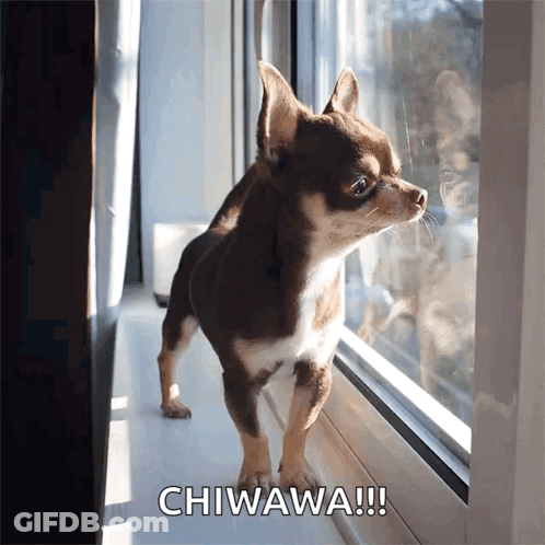 A Small Brown And White Chihuahua Looking Out Of A Window With The Words Chiwawa Written Below It GIF