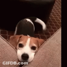 A Small Brown And White Dog Is Laying On A Couch GIF