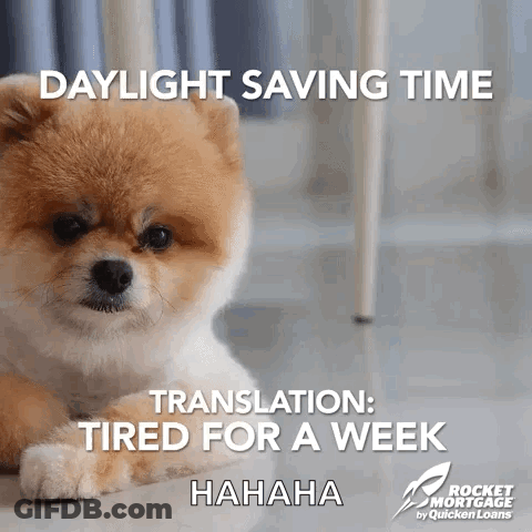 A Small Brown And White Dog Is Laying On The Floor With The Caption Daylight Saving Time Translation Tired For A Week Ha GIF