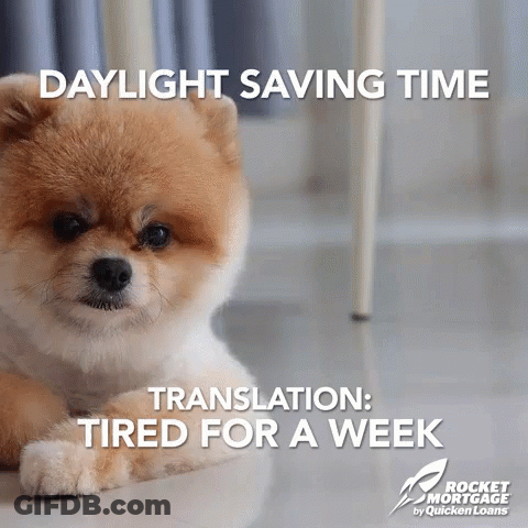 A Small Brown And White Dog Is Laying On The Floor With The Words Daylight Saving Time Translation Tired For A Week Belo GIF
