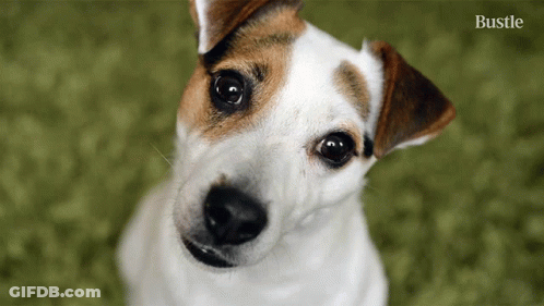 A Small Brown And White Dog Is Looking Up At The Camera With The Words Bustle Behind It GIF