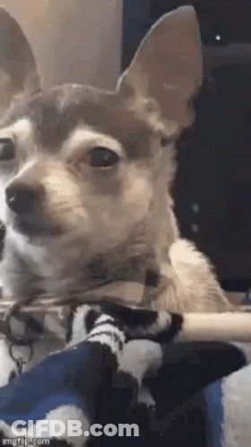 A Small Brown And White Dog Is Sitting On A Blanket On A Person 'S Lap . GIF