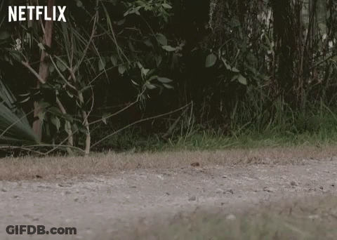 Small Brown And White Dog On Dirt Road GIF
