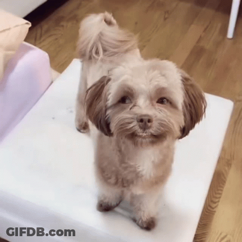 A Small Brown And White Dog Is Standing On A White Cushion GIF