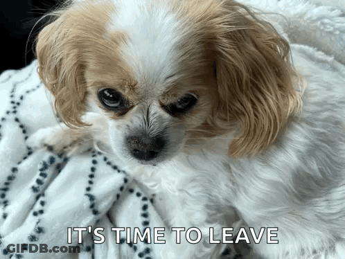 A Small Brown And White Dog Laying On A Blanket With The Words It 'S Time To Leave Above It GIF