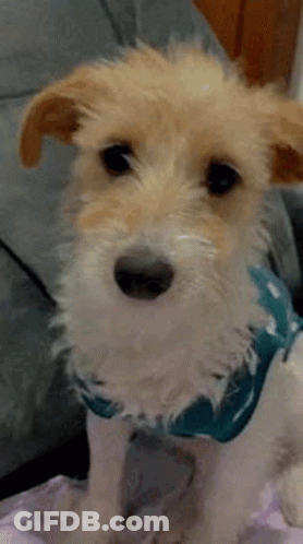 A Small Brown And White Dog Wearing A Blue Scarf Is Sitting On A Bed . GIF