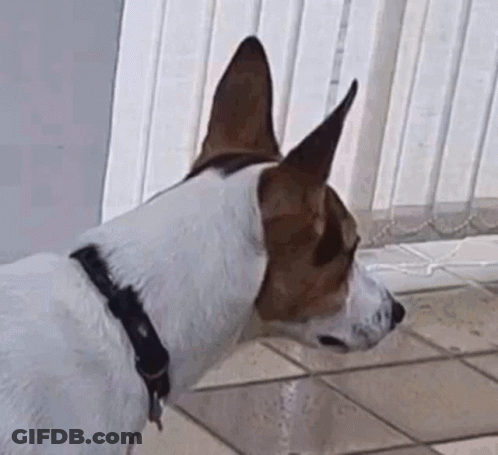 A Small Brown And White Dog With A Black Collar Is Standing On A Tiled Floor . GIF