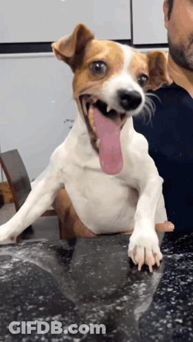 A Small Brown And White Dog With Its Tongue Hanging Out GIF