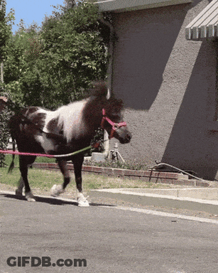 A Small Brown And White Horse With A Pink Bridle Is Walking Down The Street GIF