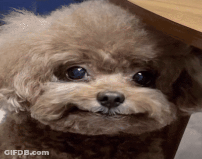 A Small Brown And White Poodle With Blue Eyes Is Looking At The Camera GIF