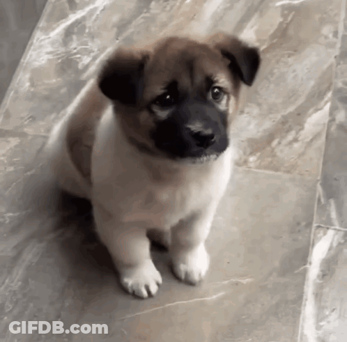 A Small Brown And White Puppy Is Sitting On A Tiled Floor GIF