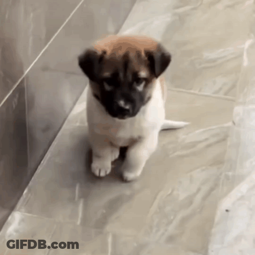 A Small Brown And White Puppy Is Standing On Its Hind Legs GIF