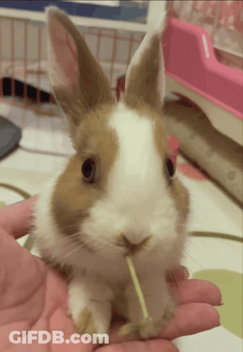 A Small Brown And White Rabbit Is Being Held By A Person GIF