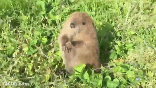 A Small Brown Beaver Is Standing In The Grass Eating A Nut . GIF