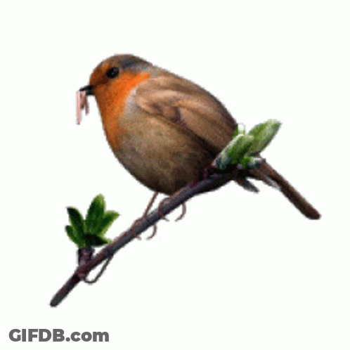 A Small Brown Bird Perched On A Branch With A Worm In Its Beak GIF