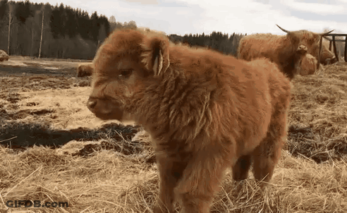 A Small Brown Cow Is Standing In A Field Of Dry Grass . GIF