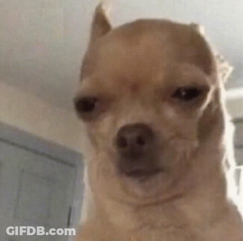 A Small Brown Dog Is Looking At The Camera With A Serious Look On Its Face . GIF