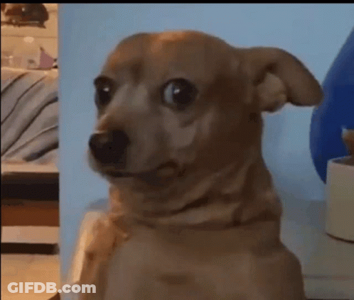 A Small Brown Dog Is Looking At The Camera With A Surprised Look On Its Face GIF