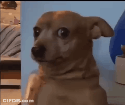 A Small Brown Dog Is Sitting In Front Of A Blue Balloon And Looking At The Camera . GIF