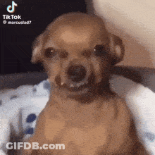 A Small Brown Dog Is Sitting On A Bed And Looking At The Camera With A Funny Face . GIF