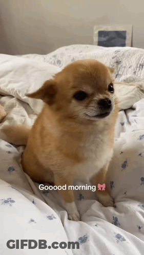 A Small Brown Dog Is Sitting On A Bed With The Words Goood Morning On The Bottom GIF
