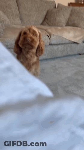 A Small Brown Dog Is Sitting On A Couch In A Living Room GIF