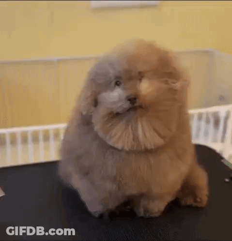 A Small Brown Dog Is Sitting On A Table In A Room . GIF