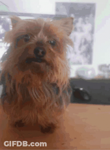 A Small Brown Dog Is Sitting On A Table Looking At The Camera GIF
