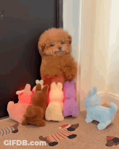 A Small Brown Dog Is Standing Next To A Bunch Of Stuffed Animals On The Floor . GIF