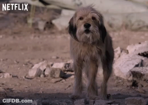 Small Brown Dog Standing On Rocky Ground GIF
