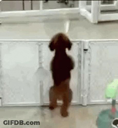 A Small Brown Dog Is Standing On Its Hind Legs In Front Of A White Fence . GIF