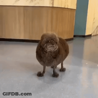 A Small Brown Dog Is Standing On Its Hind Legs On A Blue Floor In A Room . GIF